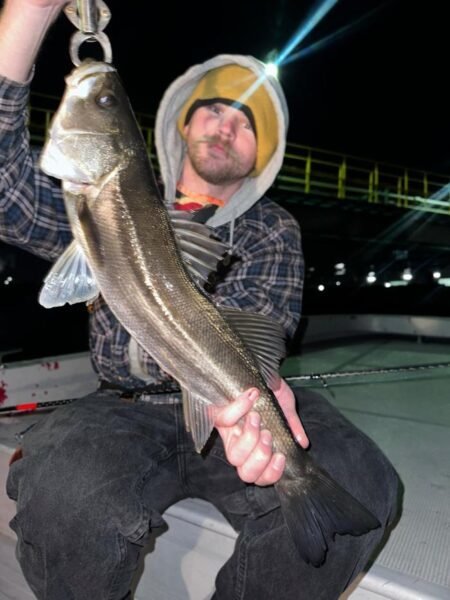 シーバス(スズキ)