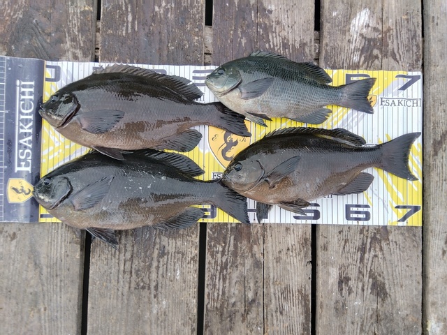 クチブトグレ(メジナ)