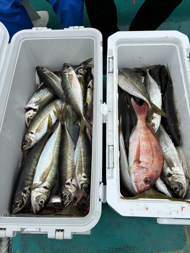 マダイ・マアジ