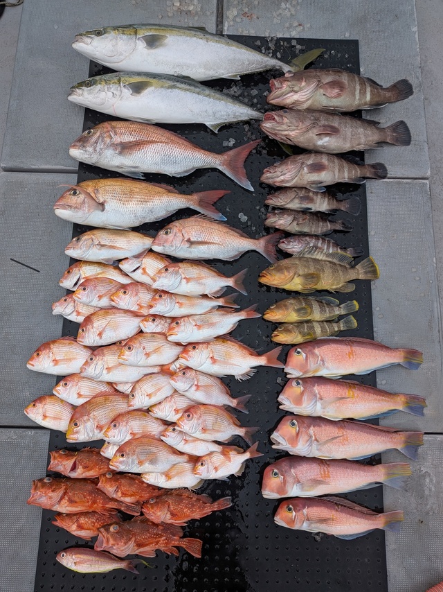 タイ(マダイ)・レンコダイ(キダイ)・マハタ・アオハタ・ブリ・アカアマダイ・ウッカリカサゴ