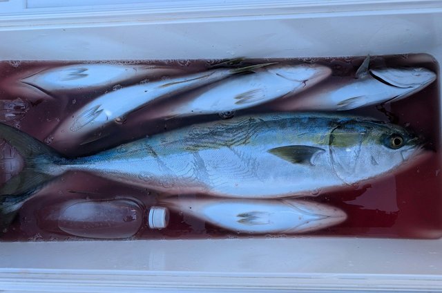 イナダ(ブリ)・ワラサ(ブリ)