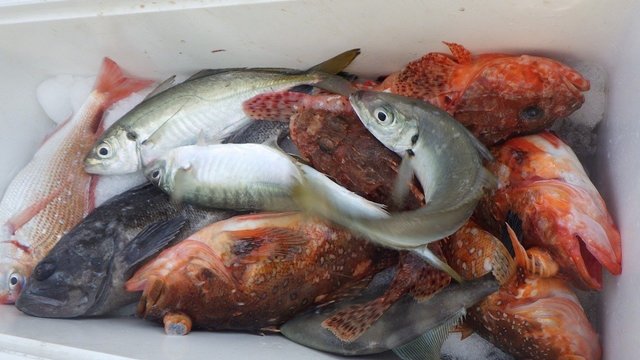 マダイ・アジ(マアジ)・クロソイ・ウッカリカサゴ