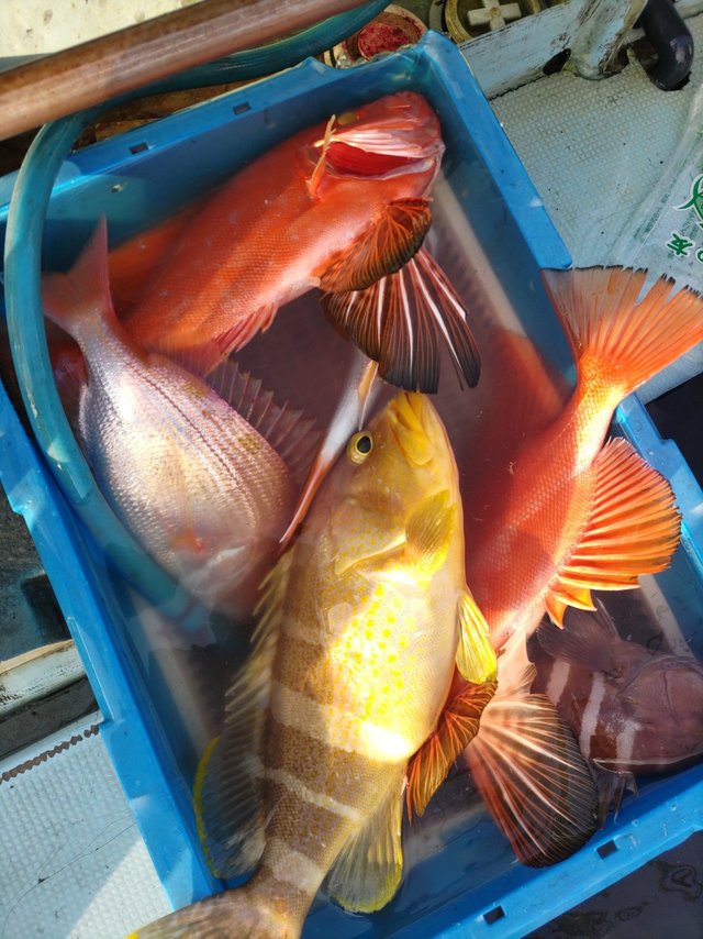 アオハタ・チカメ(チカメキントキ)・カサゴ