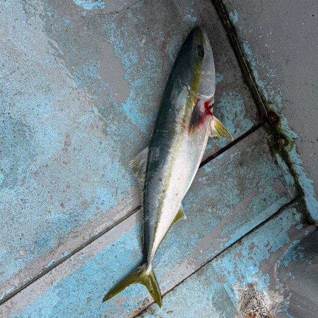 フクラギ(ブリ)