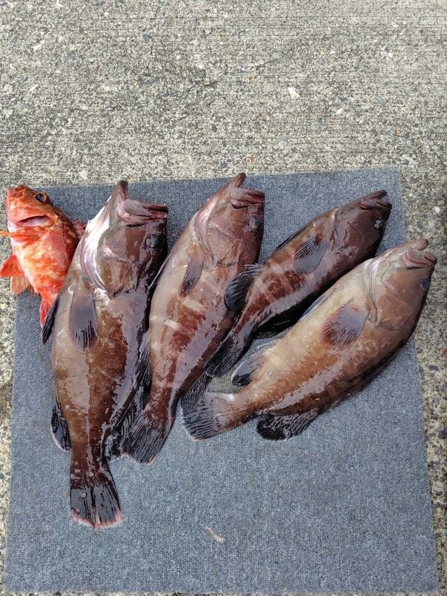 カサゴ・ハタ(マハタ)