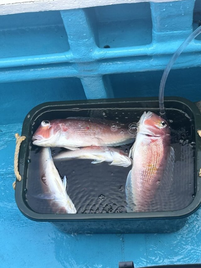 アマダイ(アカアマダイ)