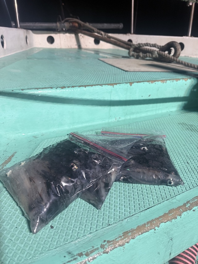 マルイカ(ケンサキイカ)