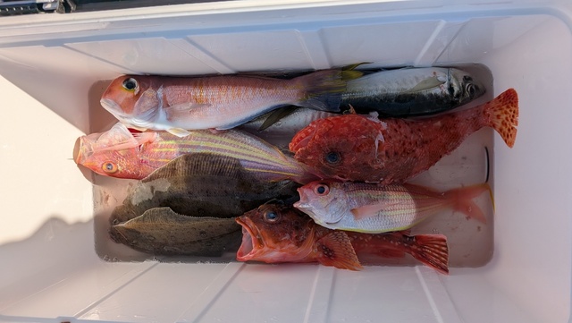 アジ(マアジ)・アカアマダイ・イトヨリ(イトヨリダイ)・オニカサゴ・ムシガレイ