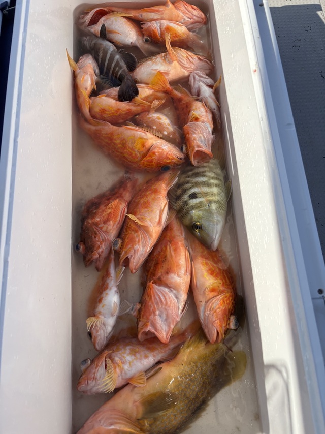 アラカブ(カサゴ)