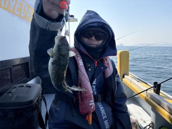 ショウサイフグ