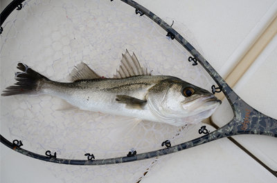 シーバス(スズキ)