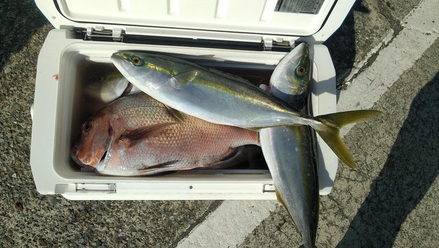 マダイ・イナダ(ブリ)