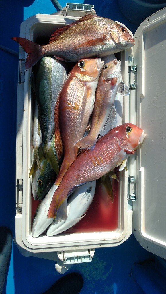 マダイ・イナダ(ブリ)・アマダイ(アカアマダイ)・シロアマダイ