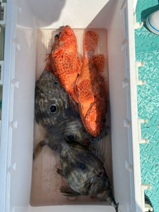 チカメキントキ・マトウダイ