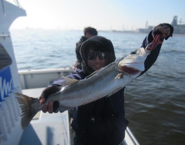 シーバス(スズキ)