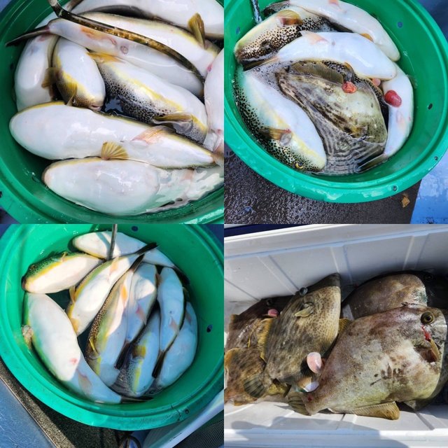 ショウサイフグ