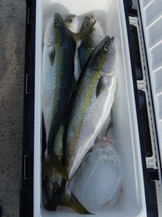 ワラサ(ブリ)・サンパク(ブリ)