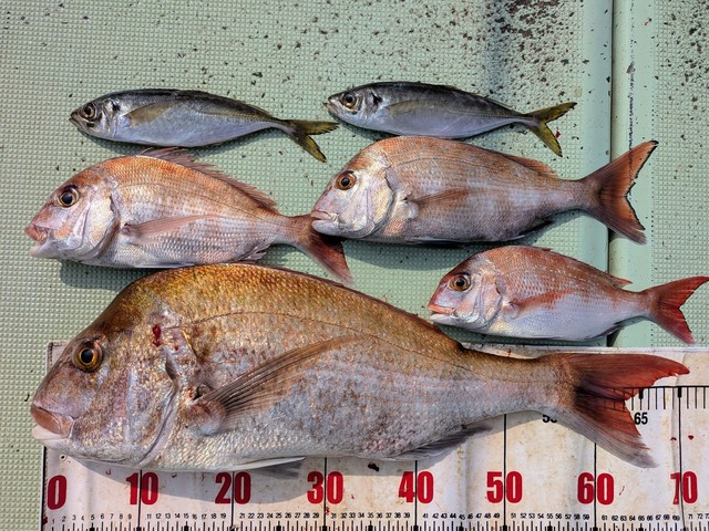 タイ(マダイ)・アジ(マアジ)