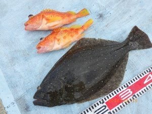 アヤメカサゴ・ヒラメ