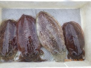 コウイカ