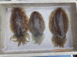 コウイカ