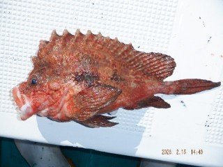 カンコ(ウッカリカサゴ)