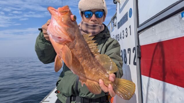 アズキマス(キジハタ)