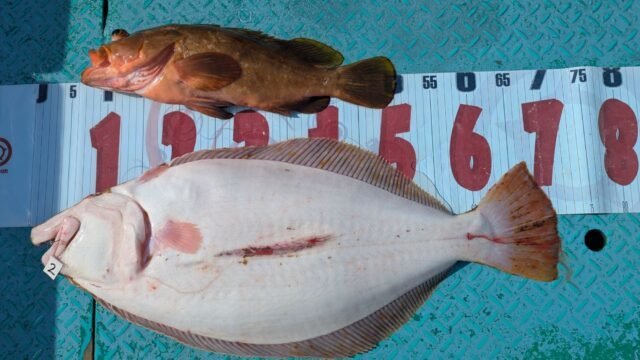 アズキマス(キジハタ)・ヒラメ