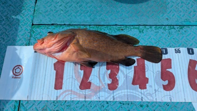 アズキマス(キジハタ)