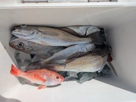 アカムツ・メイゴ(クログチ)