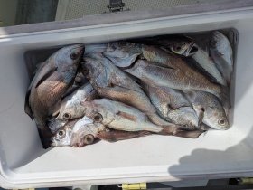 シロムツ(オオメハタ)・メイゴ(クログチ)