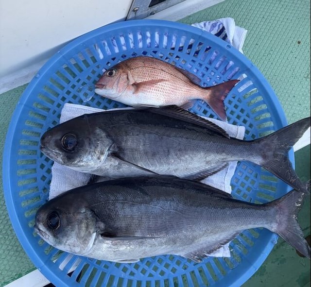 マダイ・メダイ