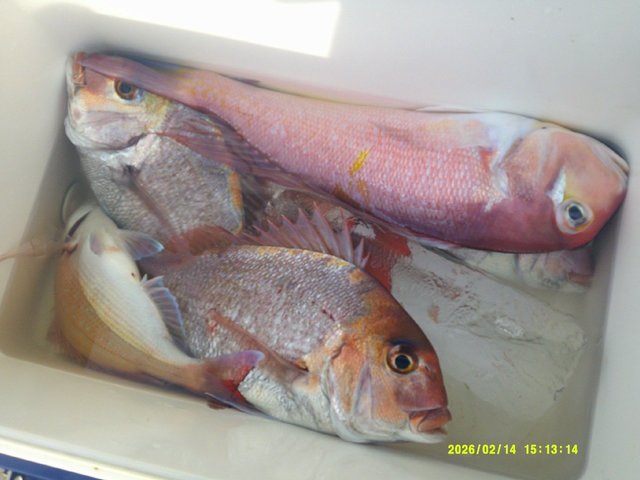 マダイ・アマダイ(アカアマダイ)