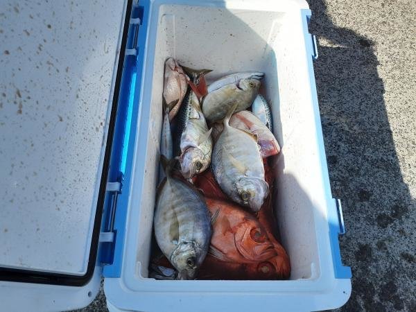 ハナダイ(チダイ)・カイワリ・キントキ(チカメキントキ)