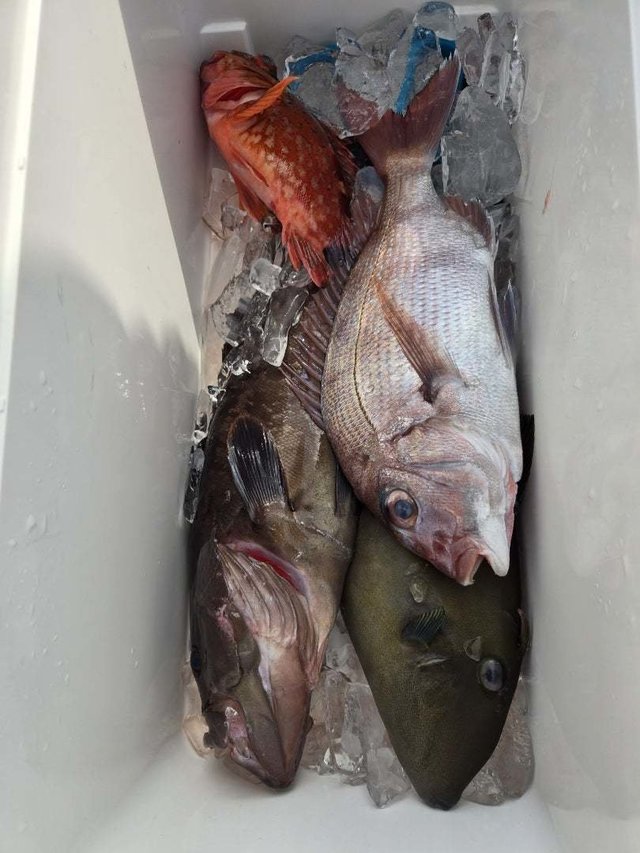 マダイ・カサゴ・ウマヅラハギ・ハタ(マハタ)