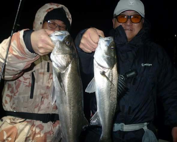 シーバス(スズキ)