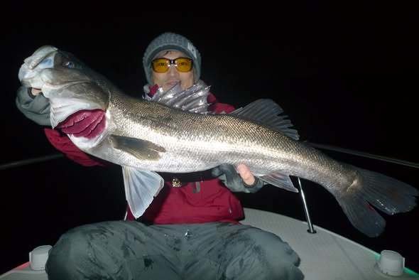 シーバス(スズキ)