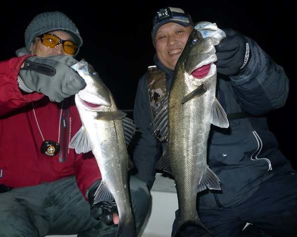 シーバス(スズキ)