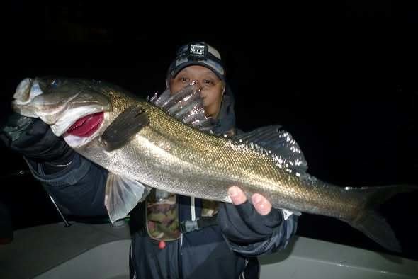 シーバス(スズキ)