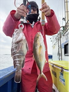 マハタ・ショゴ(カンパチ)