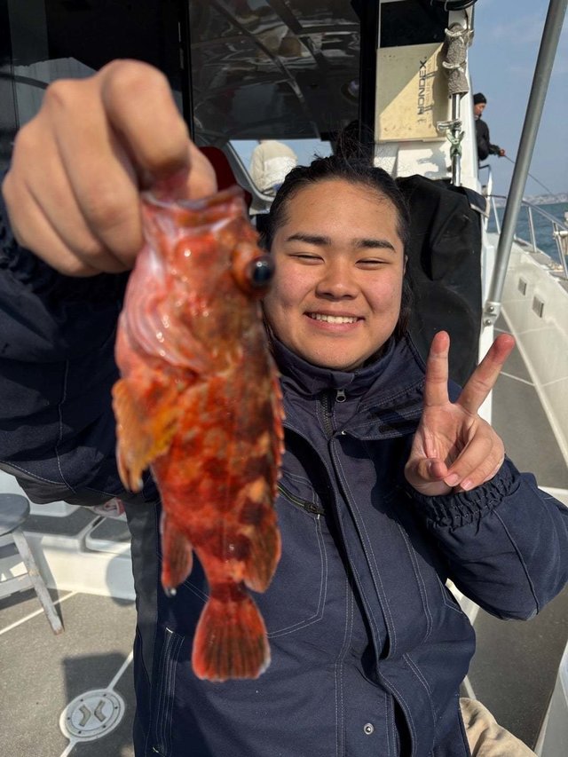 ガシラ(カサゴ)