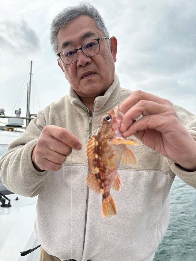 ガシラ(カサゴ)