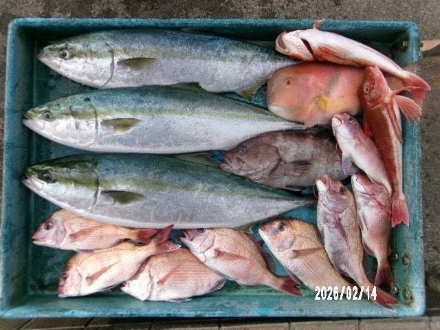 マダイ・ワラサ(ブリ)