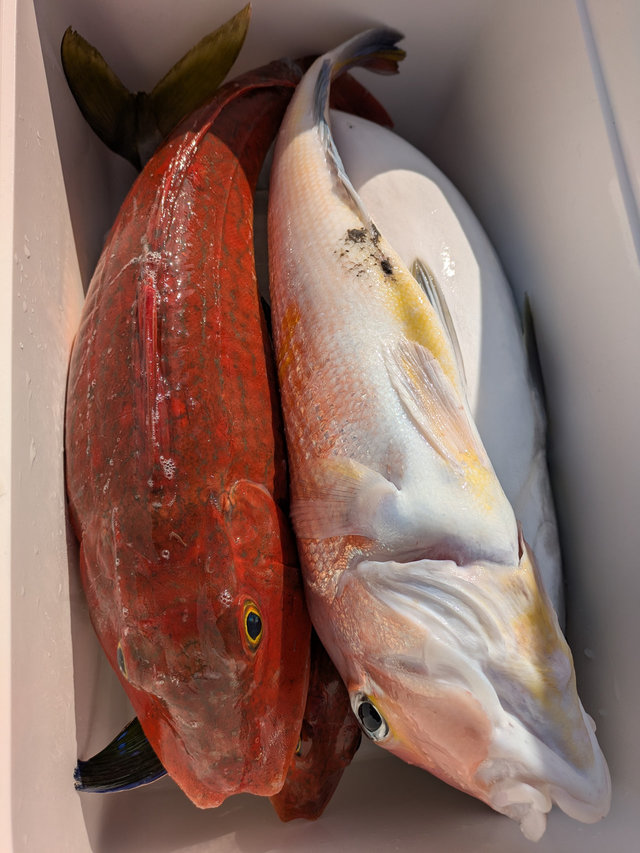 アマダイ(アカアマダイ)・ホウボウ