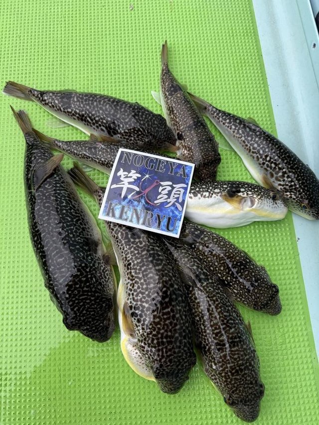 フグ(ショウサイフグ)