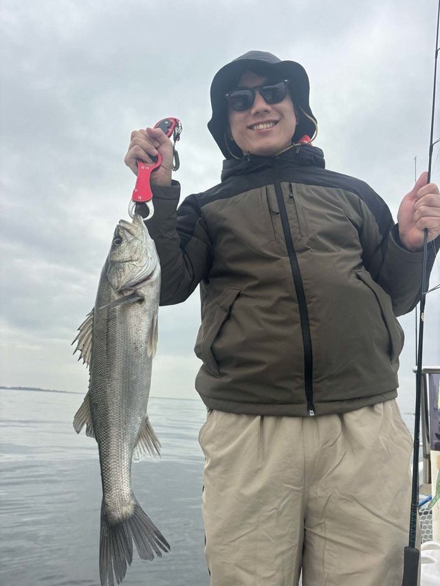 シーバス(スズキ)