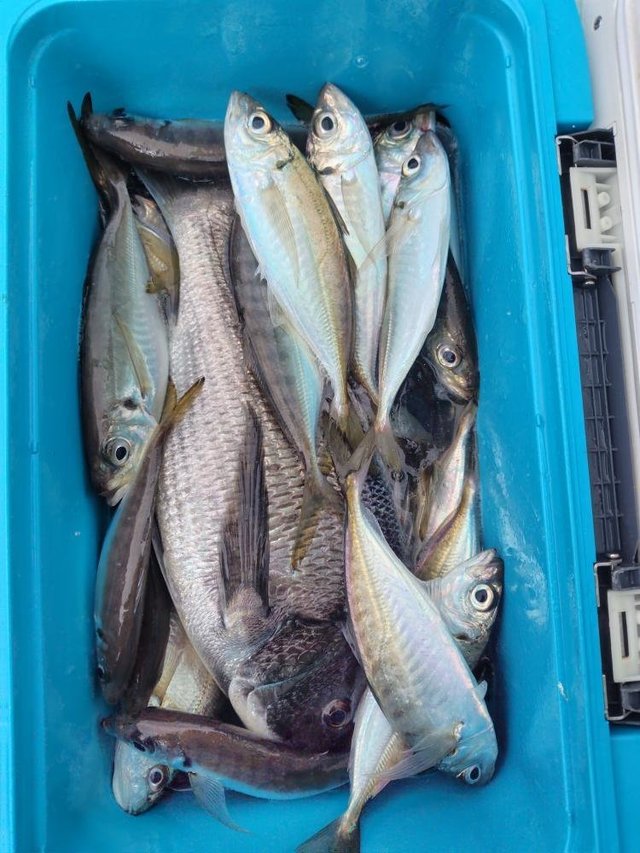 クロダイ・マアジ