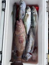 マハタ・アジ(マアジ)