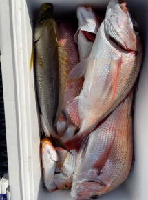 マダイ・ハナダイ(チダイ)・イサキ