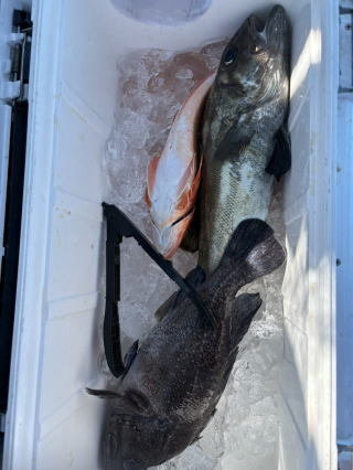 ソイ(クロソイ)・カナガシラ